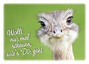 Postkarten: Wollt nur mal schauen, wie's Dir geht, 4 Stück Postkarten: Wollt nur mal schauen, wie's Dir geht, 4 Stück