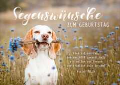 Faltkarte "Segenswünsche zum Geburtstag" - Hund