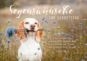 Faltkarte "Segenswünsche zum Geburtstag" - Hund Faltkarte "Segenswünsche zum Geburtstag" - Hund