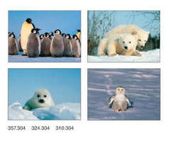Kleinkärtchenserie Junge Polartiere, 12 Stück