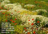 Postkarten Blumenwiese weiß, 6 Stück