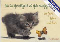 Postkarten Kätzchen, 6 Stück